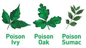 Poison Ivy?.... Poison Oak?.... Poison Sumac? - Preservation Parks of Delaware County