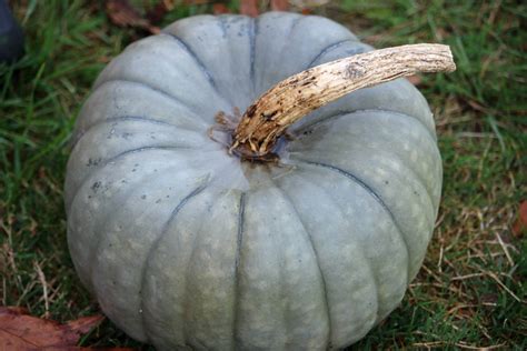 Queensland Blue Pumpkin Seeds – Farmhouse Seeds