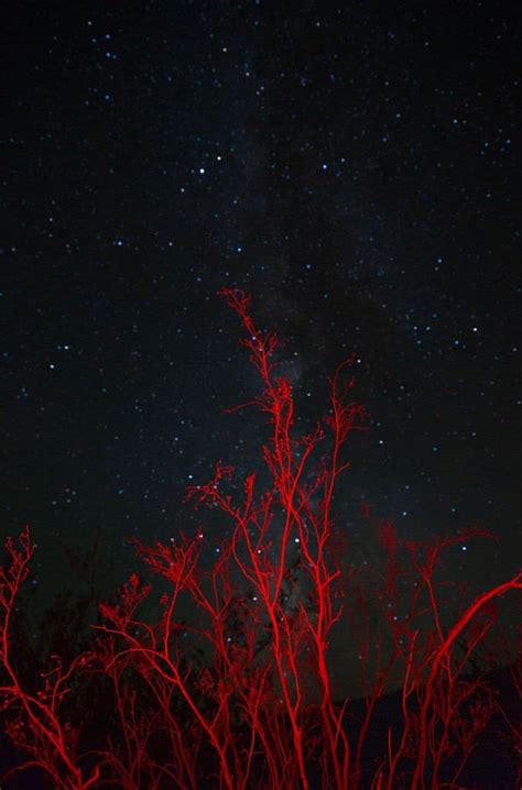 #photography #landscape #trees #red #nightsky | Night skies ...