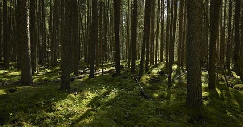 Canada’s Boreal Forest: Why It’s So Important