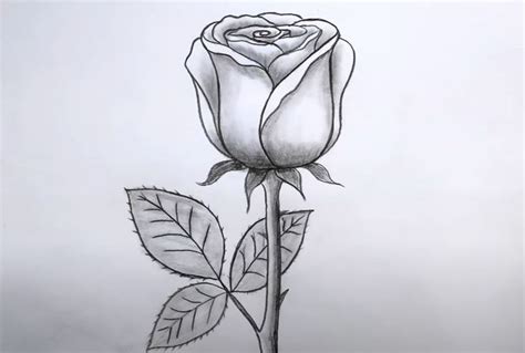 Rose Drawing Step by Step Tutorial | Rose sketch, Roses drawing, Rose ...