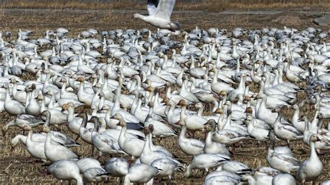 2020 Canadian Snow Geese Migration - YouTube