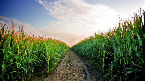 Corn Field Wallpapers - Top Free Corn Field Backgrounds - WallpaperAccess