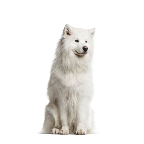 Samoyedo