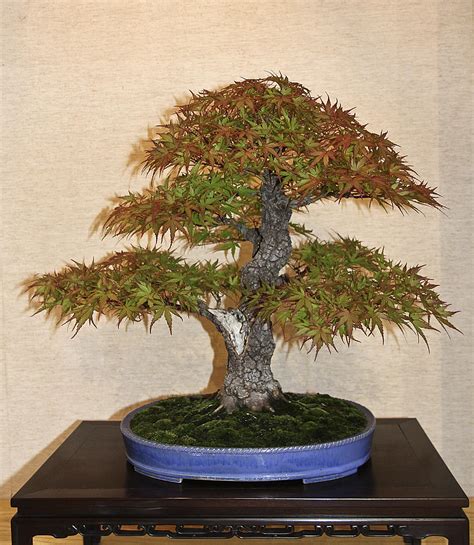 MAPLE – Valavanis Bonsai Blog