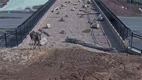 'It's working!' Video shows wildlife crossing bridge built for them to get across highway safely ...