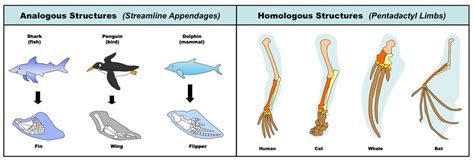 Analogous Structures and Homologous Structures. | Evolution, Evolution activities, Biology classroom