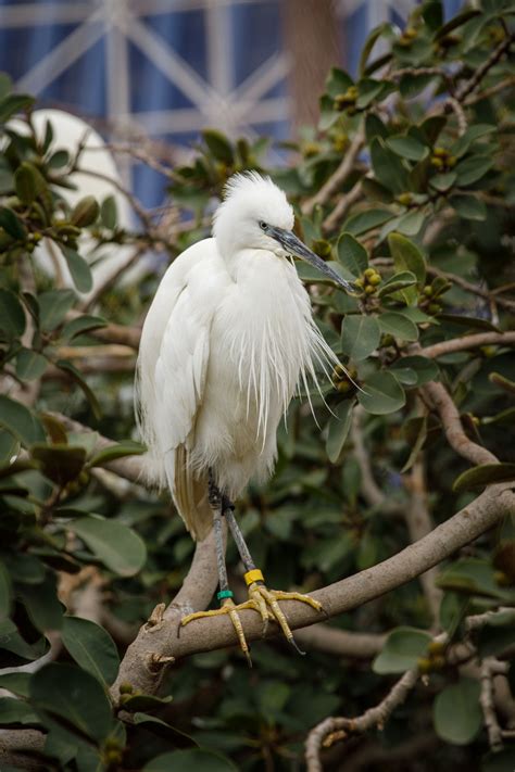 Little Egret Free Stock Photo - Public Domain Pictures