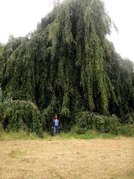 The Weeping Beech Tree - Lin Kerr - Artist