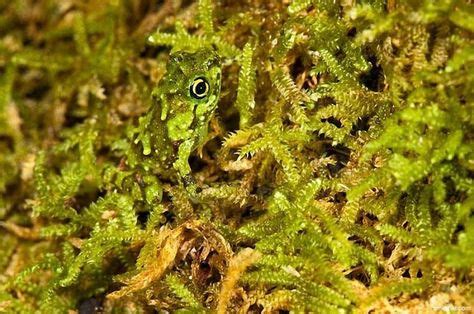 Find the FROG ~ 4 Awesome Camouflaged Animals - 9 Wows | Camouflage in ...