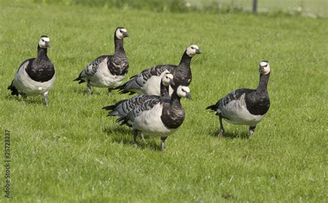 Barnacle goose Stock Photo | Adobe Stock