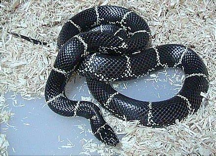 eastern kingsnake - Wiktionary, the free dictionary