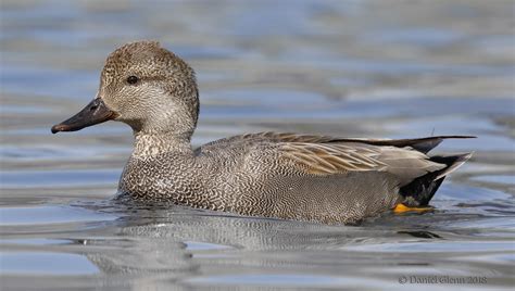 Gadwall drake (breeding male) | Ah, the Gadwall duck. While … | Flickr