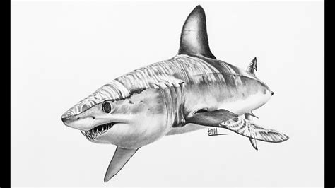 DRAWING the Mako Shark - YouTube