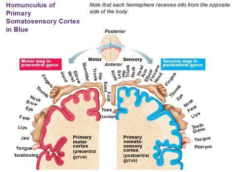 homunculus of primary somatosensory cortex in blue | Somatosensory ...