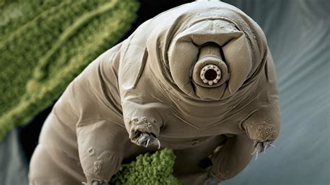 Tardigrade Wallpapers - Wallpaper Cave