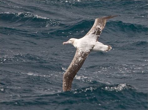 Antipodean Albatross photo image 13 of 24 by Ian Montgomery at birdway.com.au