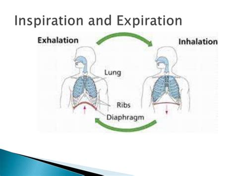 periodic breathing