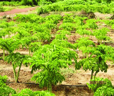 Field view of elephant foot yam cultivation | Download Scientific Diagram