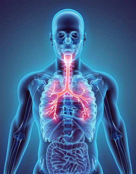 3D Illustration Of Larynx Trachea Bronchi. Stock Illustration ...