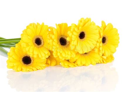 Yellow daisies stock image. Image of decoration, card - 12896609