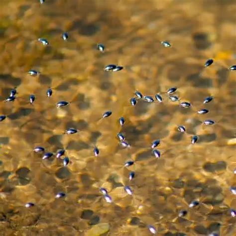 Whirligig Beetle Facts (Gyrinus sp.) - Pond Informer