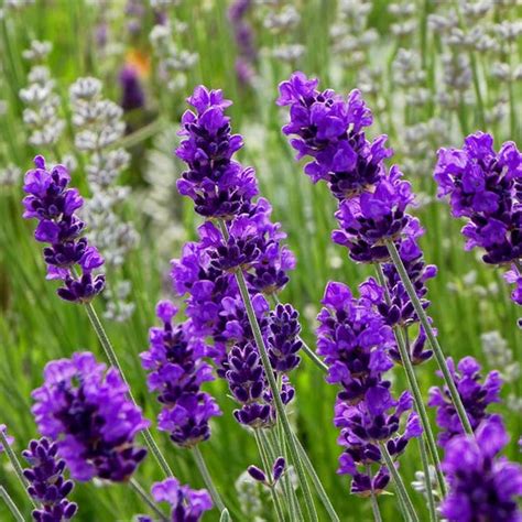 Lavender Flower Photo, Landscape Lavender Flower, #31186