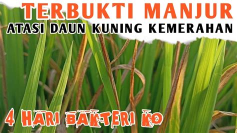 Inilah Hasil Pengendalian Daun Padi Kuning Kemerahan Setelah 4 Hari ...