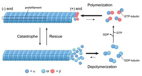 Cytoskeleton - the muscle and the bone of a cell - definition, structure, function, and biology