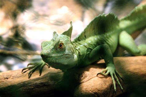 «basiliscus basiliscus» HD Wallpapers