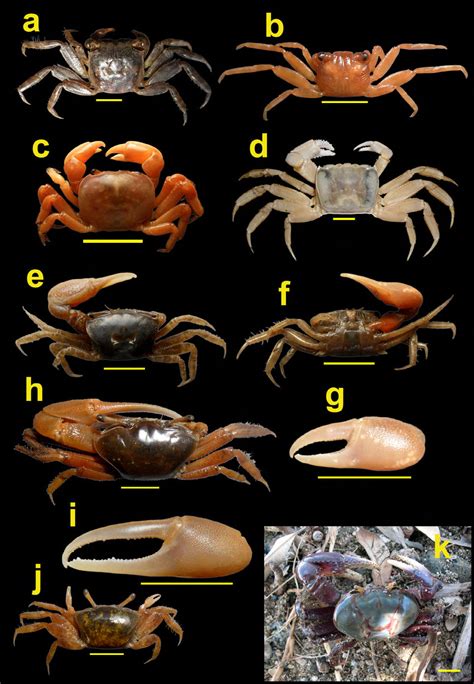 Brachyurans (Plagusiidae, Sesarmidae, Varunidae, Ocypodidae and... | Download Scientific Diagram