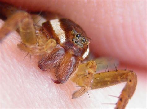 Pin on Spiders: from fear to love