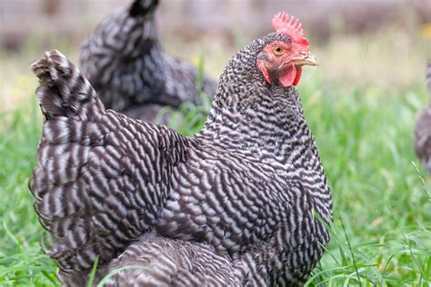 Barred Rock Chicken Breed Guide (Plymouth Rock) | LaptrinhX / News