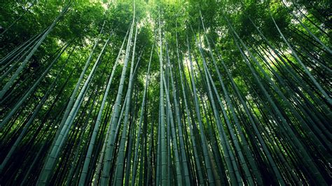 forest, Bamboo, Moso Wallpapers HD / Desktop and Mobile Backgrounds