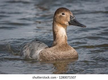 Female Canvasback Duck Swimming Stock Photo 1280071507 | Shutterstock