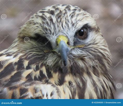 Eyes of a Falcon stock image. Image of falcon, eyes, feathers - 42204505