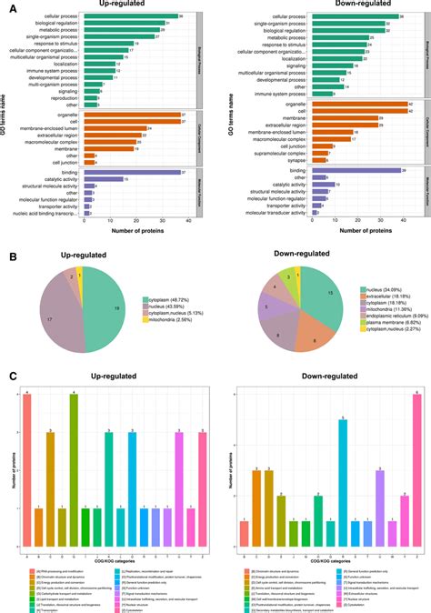 Functional characterization of identified acetylation proteins. A The... | Download Scientific ...