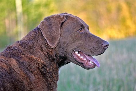 Best Chesapeake Bay Retriever Dog Food - Spot and Tango