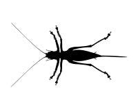 Cricket Insect Silhouette Stock Illustrations – 140 Cricket Insect ...