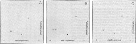 Figure 1 from Hormonal regulation of hormone-sensitive lipase in intact ...