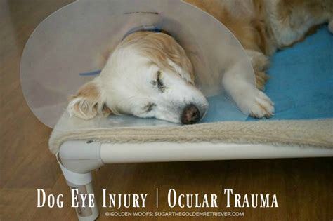 Dog Eye Injury | Ocular Trauma - Golden Woofs