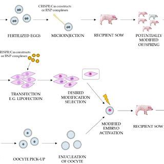 (PDF) CRISPR/Cas Technology in Pig-to-Human Xenotransplantation Research