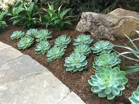 Succulents at the 2015 Indiana Flower and Patio Show [Backyard Neophyte Landscaping Blog]