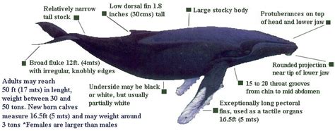 characteristics of a Humpback Whale | Ballenas, Mar