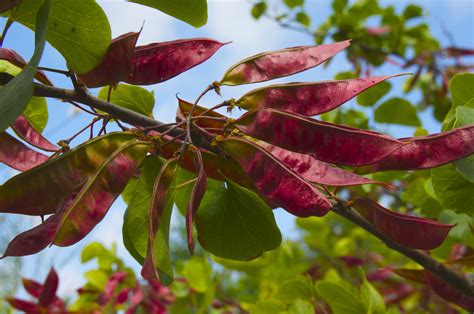 western redbud tree leaves - Felicitas Croteau