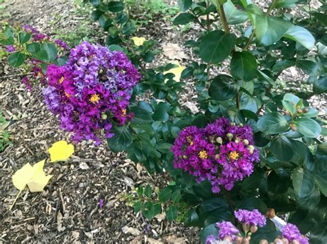 Lagerstroemia indica 'Purpurea' | Dwarf Purple Velvet Crape Myrtle | 2