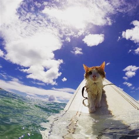 Kuli, the One-Eyed Surfing Cat Loves Catching Tasty Waves | One eyed cat, Swimming cats, Cats