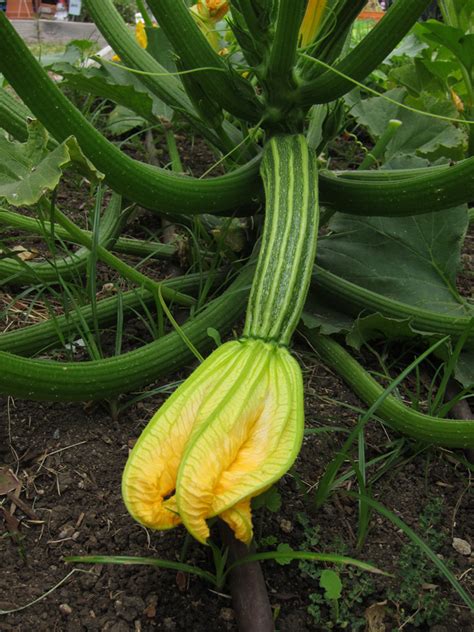 Cucurbita pepo - Zucchini Varieties - School Garden Weekly