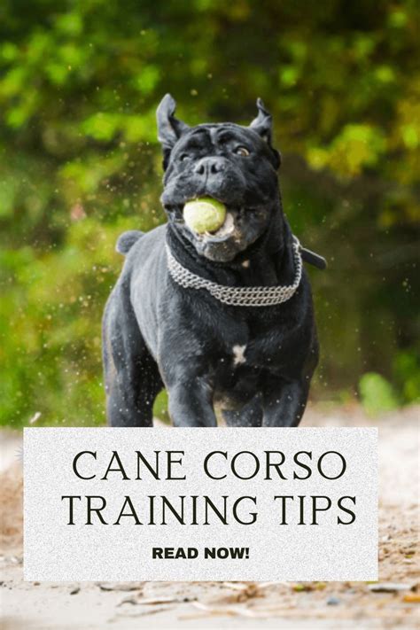 Cane Corso Training Tips | Cane corso dog, Cane corso puppies, Corso dog