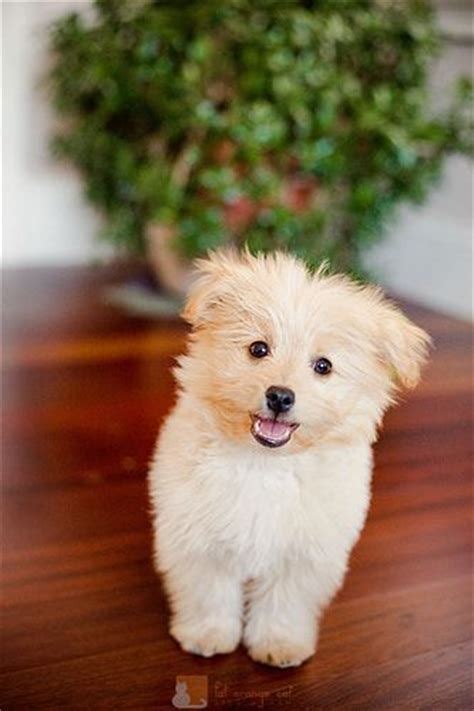 A Pomapoo, or a Pomeranian Poodle mix is the most precious! Animals And Pets, Baby Animals ...